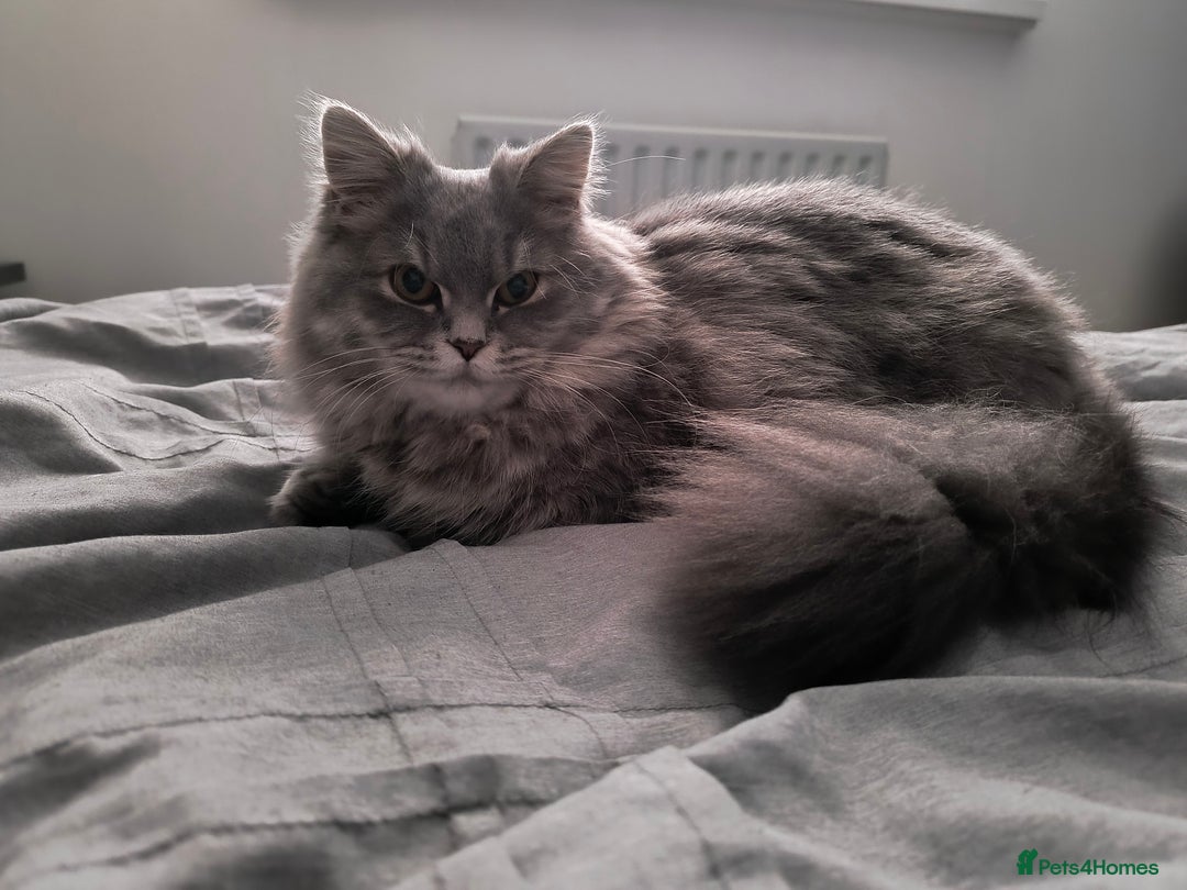 British Longhair cats for sale: Spayed British Longhair Female Adult - Image 9