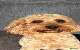 Cockapoo dogs for sale: Cockapoo - Image 17
