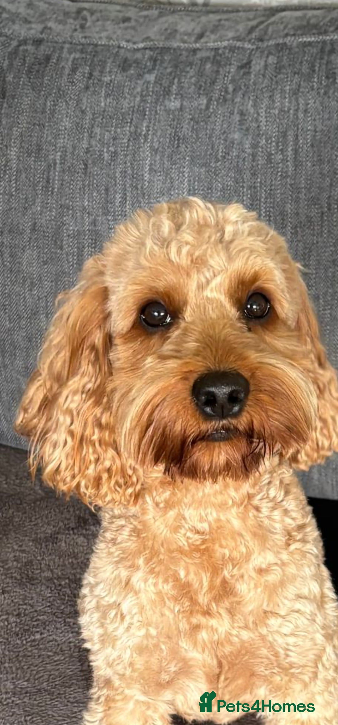 Cockapoo dogs for sale: Cockapoo - Image 17