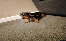 Miniature Dachshund dogs for sale: Miniature Dachshund  - Image 11
