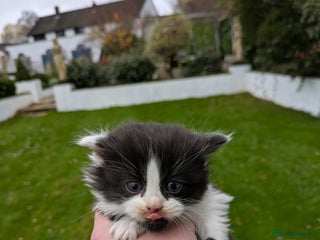 Mixed Breed cats 5 Tabby x Kittens - Advert 6