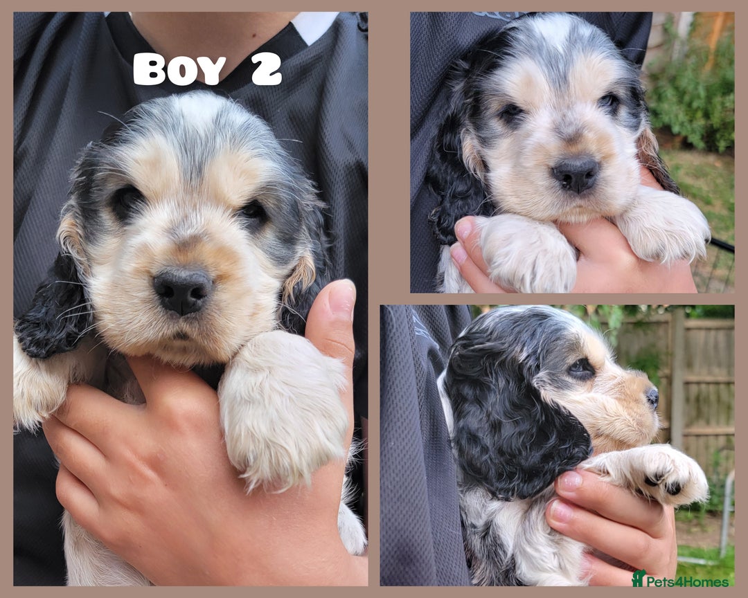 Cocker Spaniel dogs for sale: Blue Roan Tan-Sable Cocker Spaniel– KC bloodline - Image 21