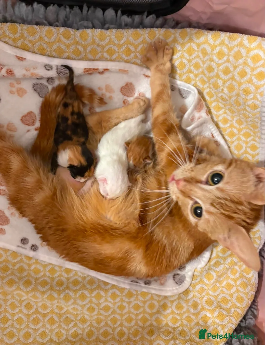 Mixed Breed cats for sale: Ready now Adorable Baby Kittens - Advert 2