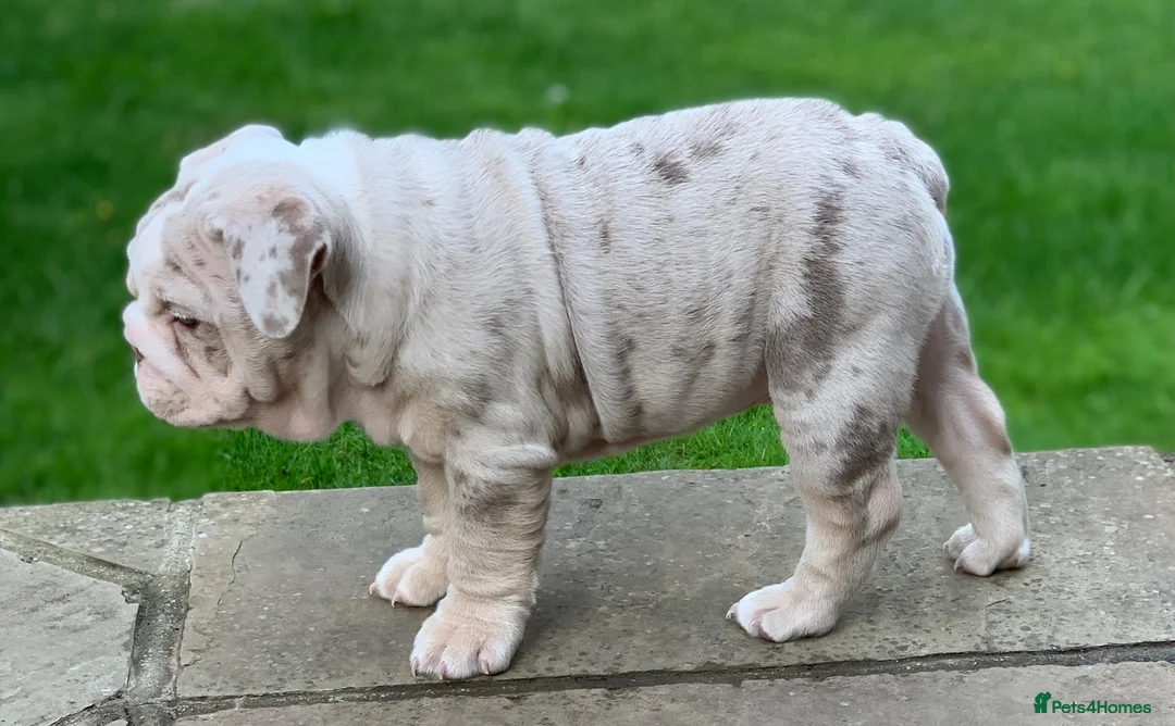 English Bulldog dogs for sale: British Bulldog 5yrs  - Advert 7