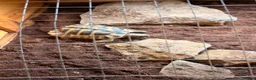 Hermann Tortoise reptiles for sale: Male Herman’s tortoise with huge setup  - Advert 3