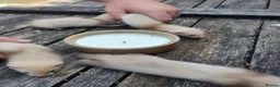 Ferret rodents for sale: True micro ferret kits  in Burton-on-Trent - Advert 3