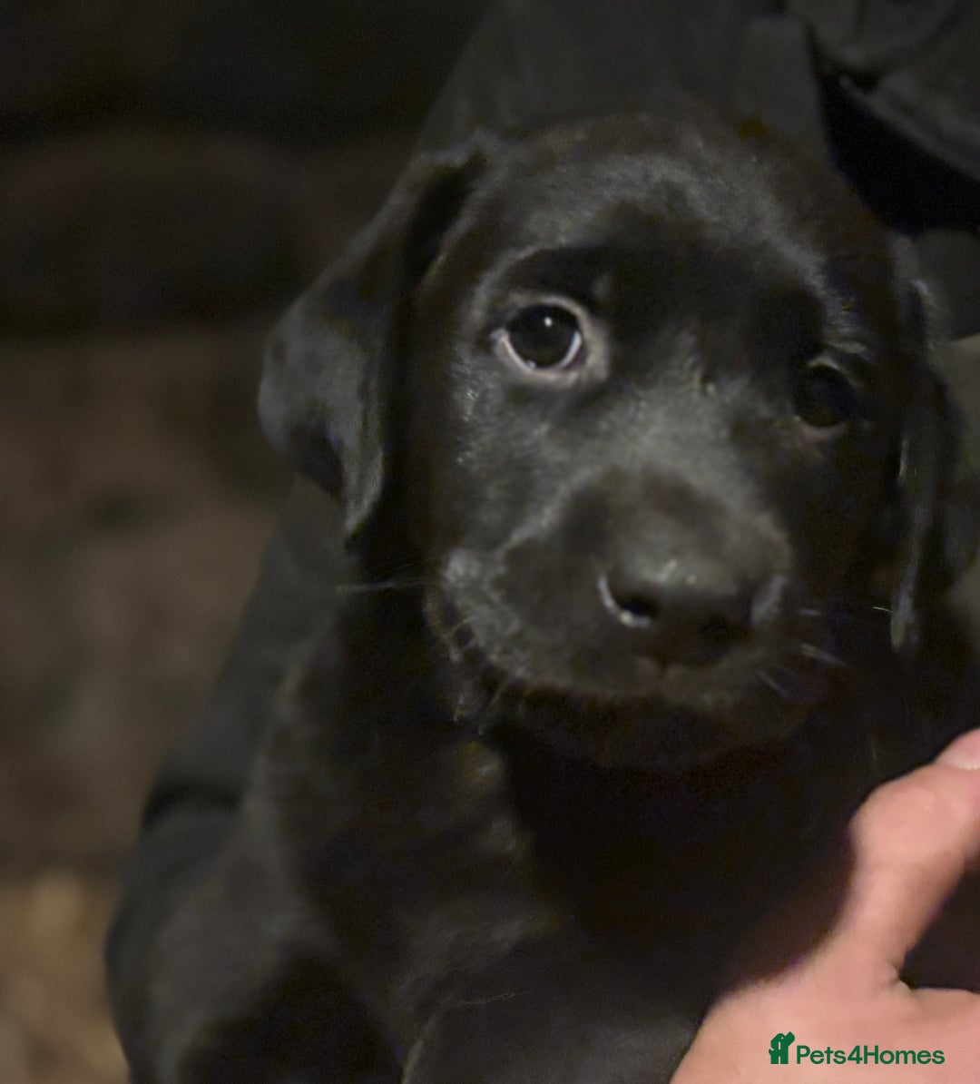 Labrador Retriever dogs for sale: Ready to leave now!! 2 Beautiful golden girls left - Advert 3