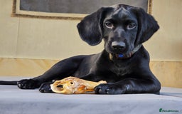 Springador dogs for sale: Happy, well behaved black Springador  - Image 1