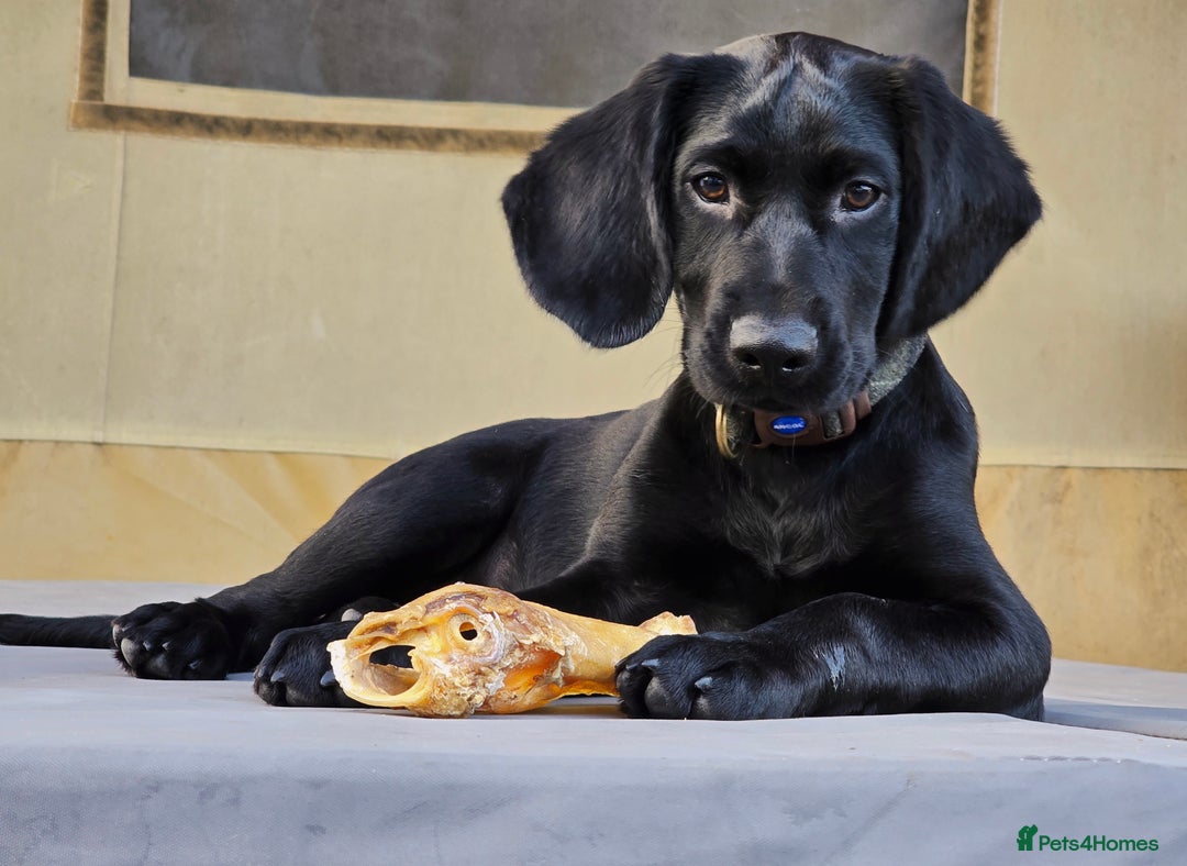 Springador dogs for sale: Happy, well behaved black Springador  - Image 1