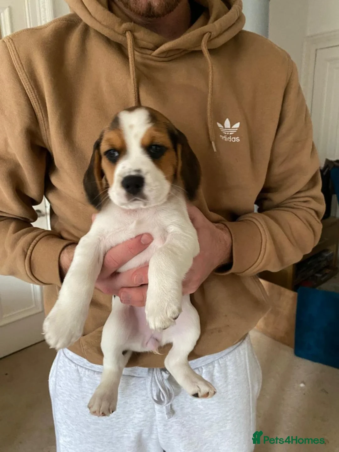 Beagle dogs for sale: Beagle chunky beagle pups for sale - Advert 11