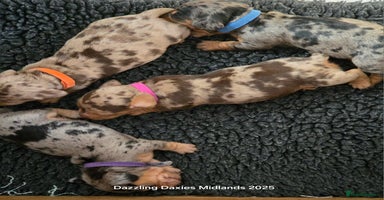 Miniature Dachshund dogs - Advert 14