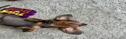 Miniature Dachshund dogs for sale: Miniature Dutch hound puppies - Advert 11