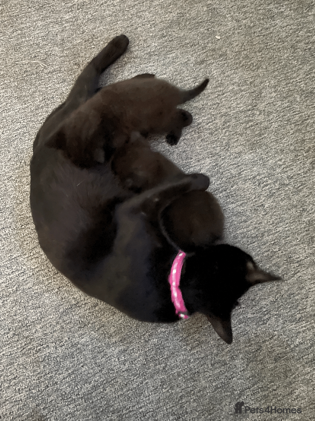Mixed Breed cats for sale: 2 Beautiful kittens ready very soon !!!!! - Image 1