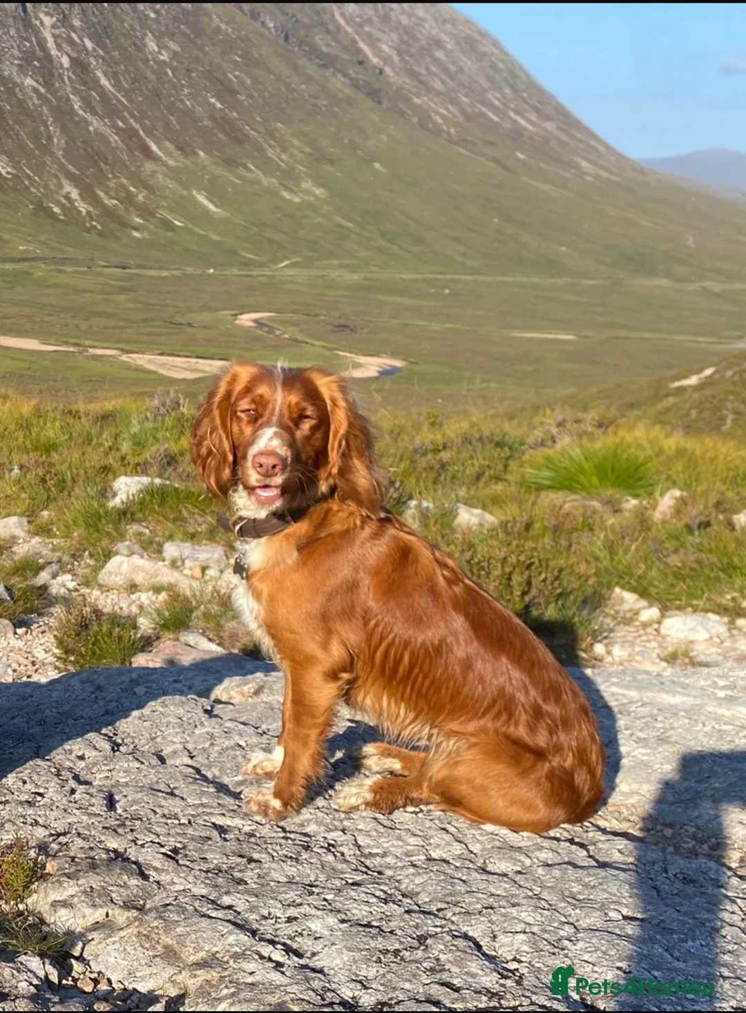 Cocker Spaniel dogs for sale: KC Registered Working Cocker Spaniel Pups in Glasgow - Advert 10