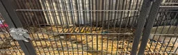 Lorikeets birds for sale: 2 bonded kakarikis - Advert 11