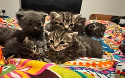 Mixed Breed cats for sale: 3 boys 3 girls  - Image 14