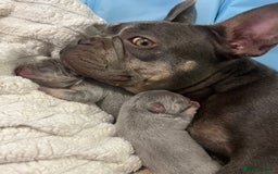 French Bulldog dogs for sale: French bulldog bitches  - Image 2