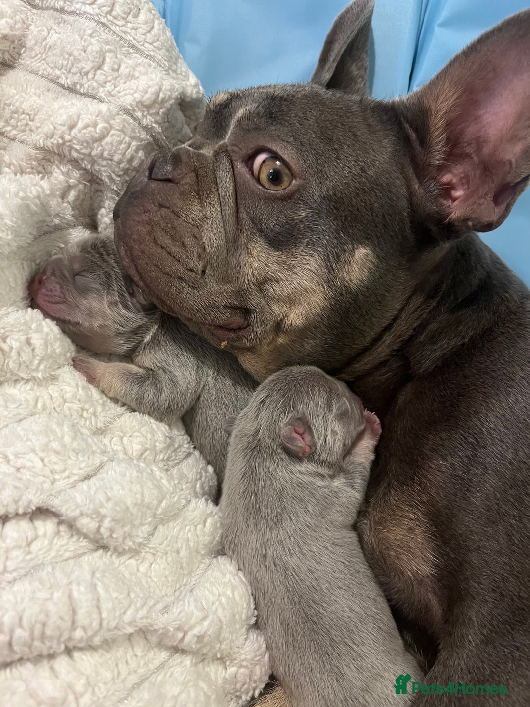 French Bulldog dogs for sale: French bulldog bitches  - Image 2