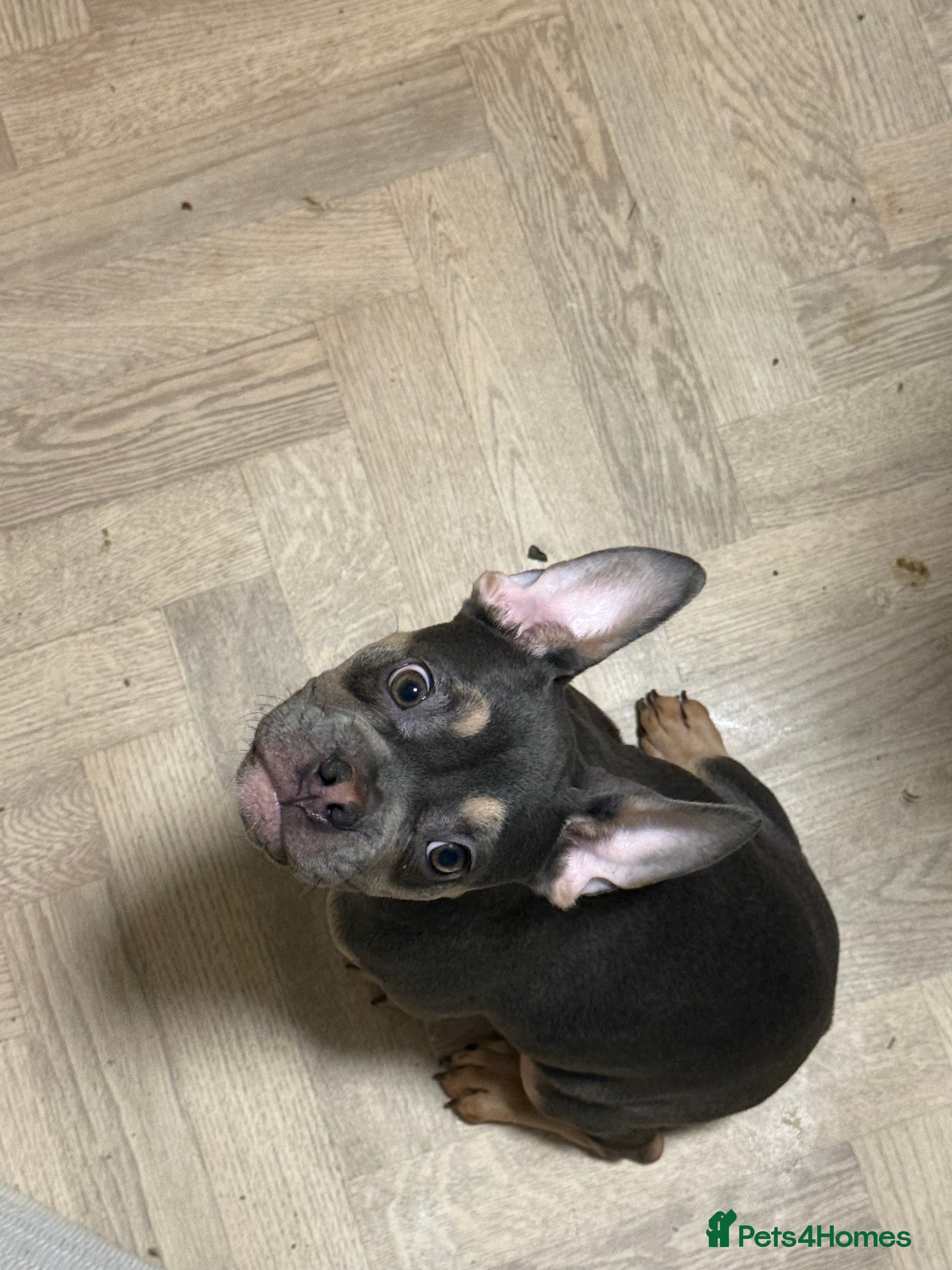 French Bulldog dogs 4 month old puppy  - Advert 4