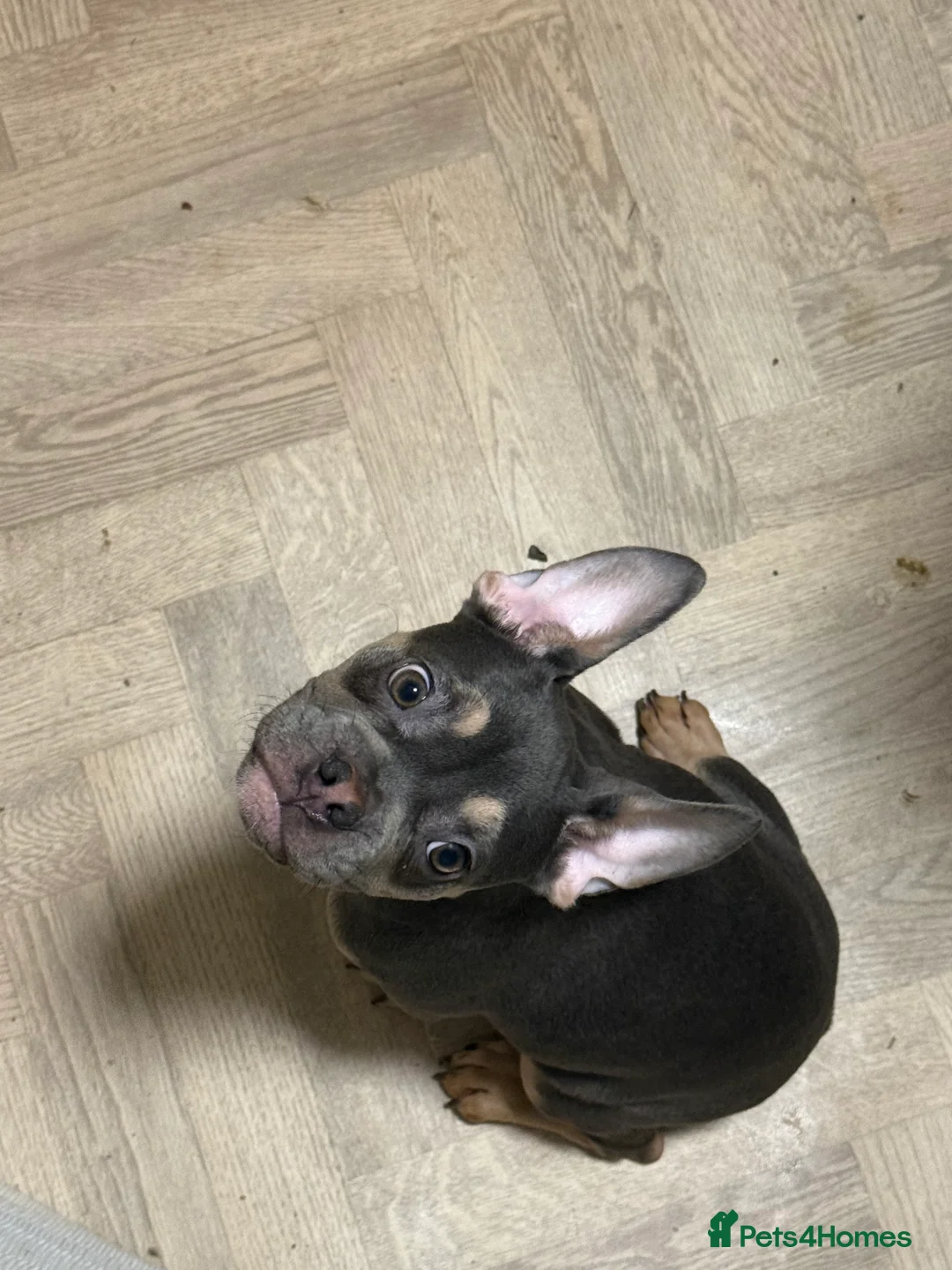 French Bulldog dogs for sale: 4 month old puppy  - Advert 1