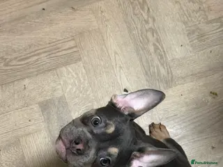 French Bulldog dogs 4 month old puppy - Advert 4