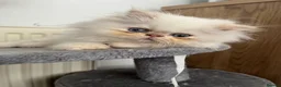 Persian cats for sale: 🐾 Persian Kittens for Sale 🐾 in Coventry - Advert 5