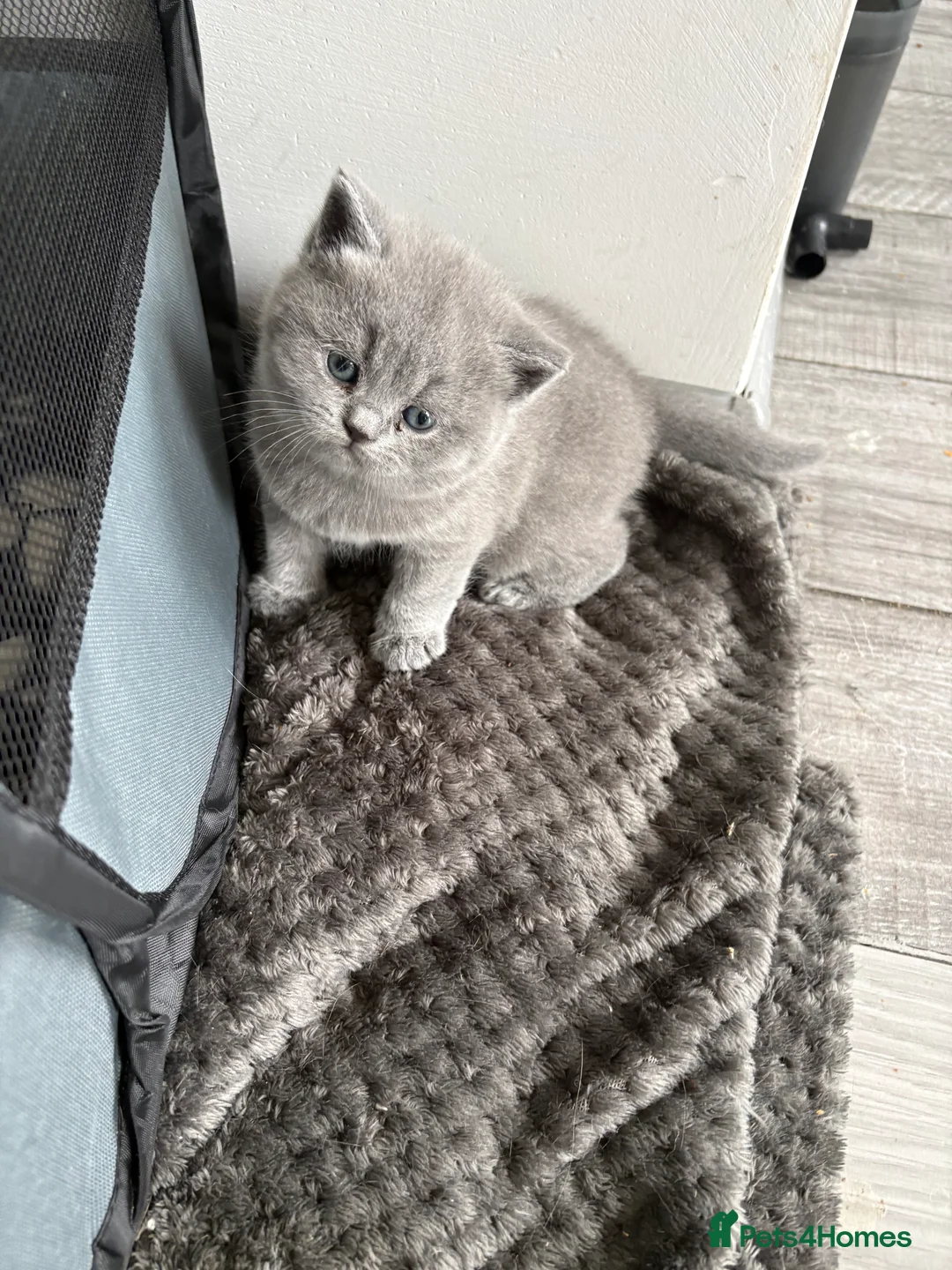 British Shorthair cats for sale: Beautifully cute - Advert 2