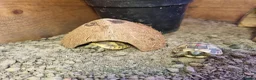 Tortoise reptiles for sale: Mediterranean spur thigh tortoises - hatchlings  - Advert 3