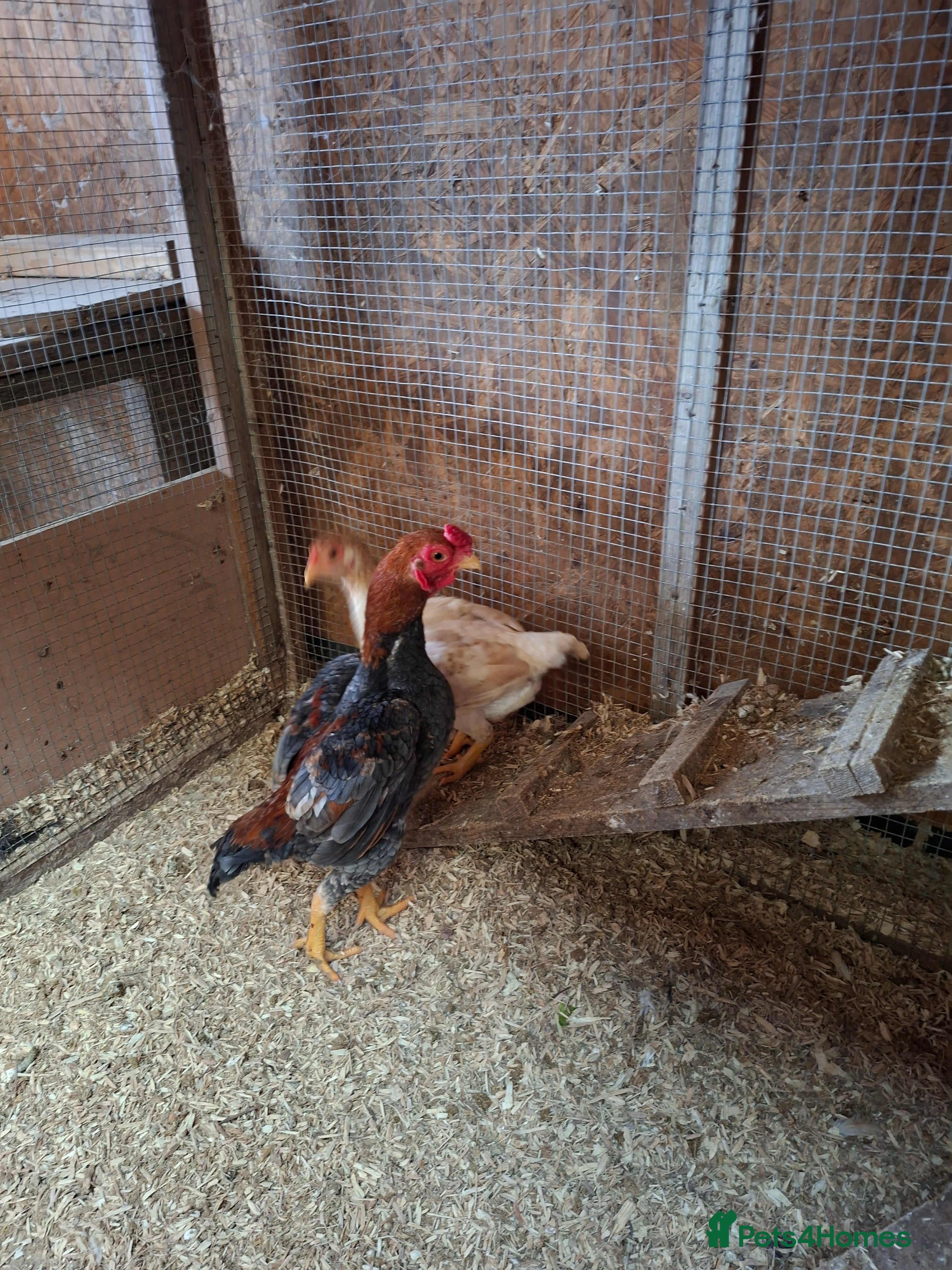 Chickens poultry Ko shamo pair - Advert 2