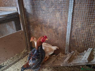 Chickens poultry Ko shamo pair - Advert 1