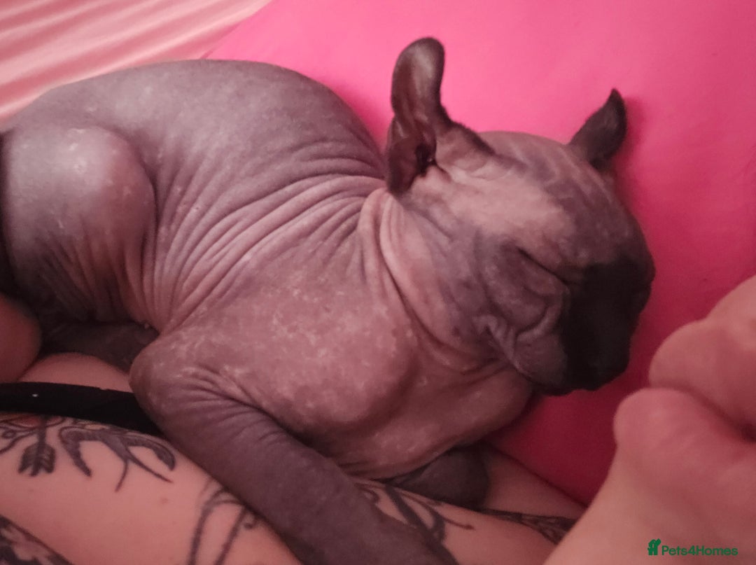 Sphynx cats for sale: Gorgeous girl - Image 7