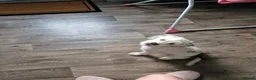 Mixed Breed dogs for sale: Jack Russell cross Yorkshire terrier  - Advert 1