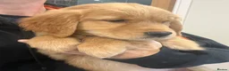 Golden Retriever dogs for sale: Beautiful KC Golden Retriver Puppies  - Advert 10