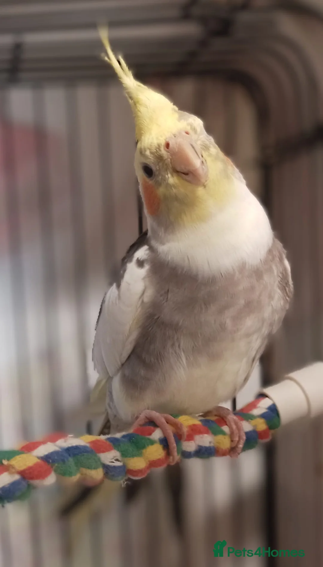Cockatiels birds for sale: Superb bonded pair of indoor cockatiels. - Advert 1