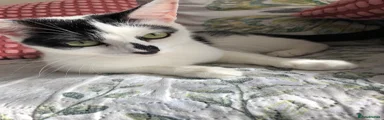 Domestic Shorthair 2