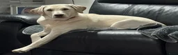 Labrador Retriever dogs for sale: Champagne Labrador waiting list in Leigh - Advert 5