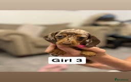 Miniature Dachshund dogs for sale: Stunning baby mini dachshunds  - Image 33