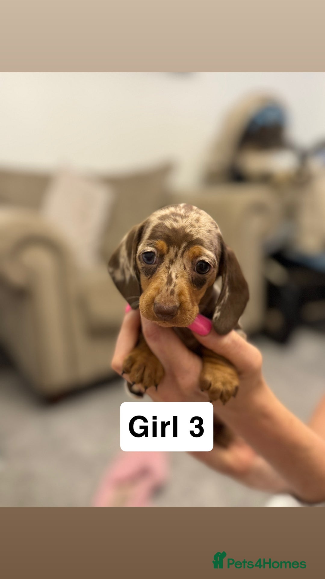 Miniature Dachshund dogs for sale: Stunning baby mini dachshunds  - Image 33