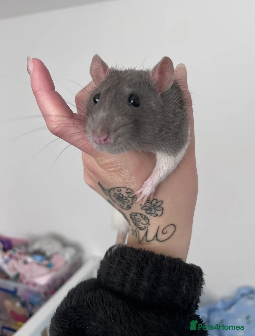 Rat rodents for sale: Fancy x dumbo rats - Advert 2