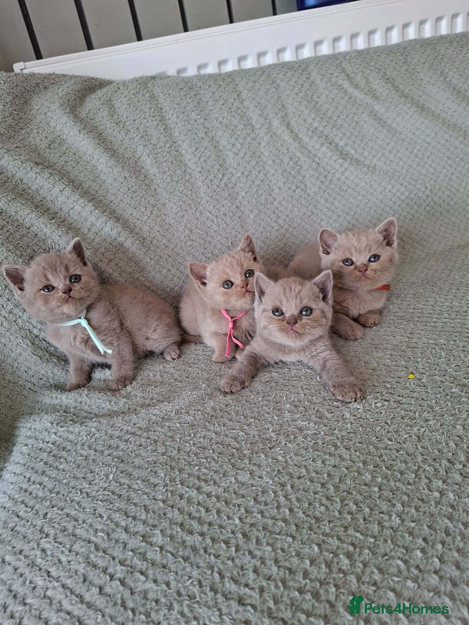 British Shorthair cats 7 beautiful lilac british shorthair kittens  - Advert 1