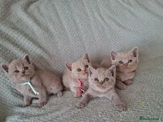 British Shorthair cats 7 beautiful lilac british shorthair kittens - Advert 3