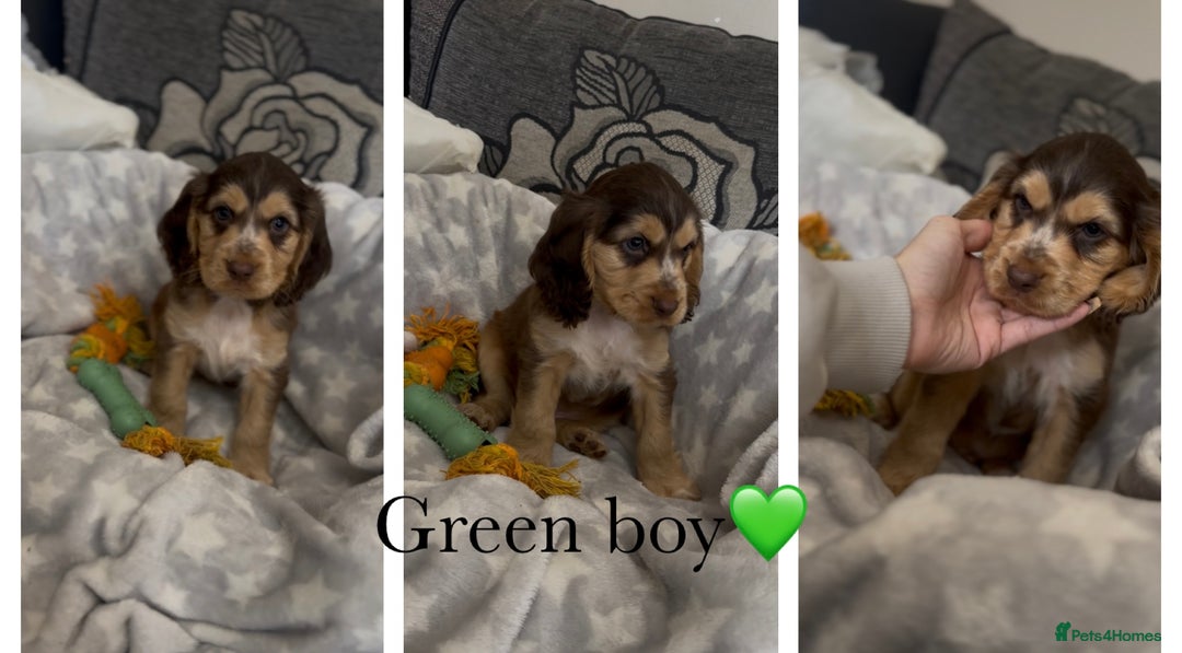 Cocker Spaniel dogs for sale: 7 beautiful chocolate sable cocker spaniels - Image 29
