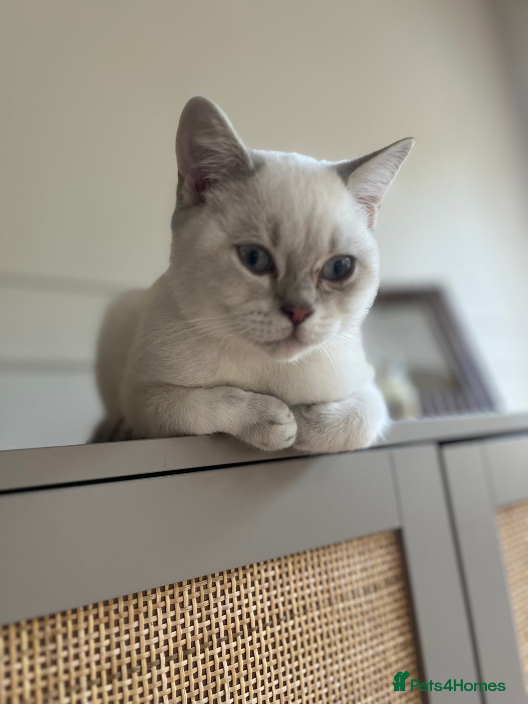 British Shorthair cats for sale: Stunning Silver Tabby Colourpoint BSH,GCCF ACTIVE - Image 4