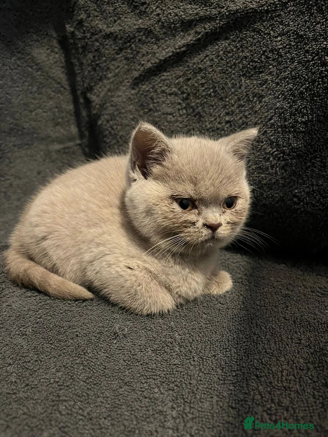 British Shorthair cats for sale: LILAC BRITISH SHORTHAIR KITTENS FOR SALE 🩷🩵 - Advert 2