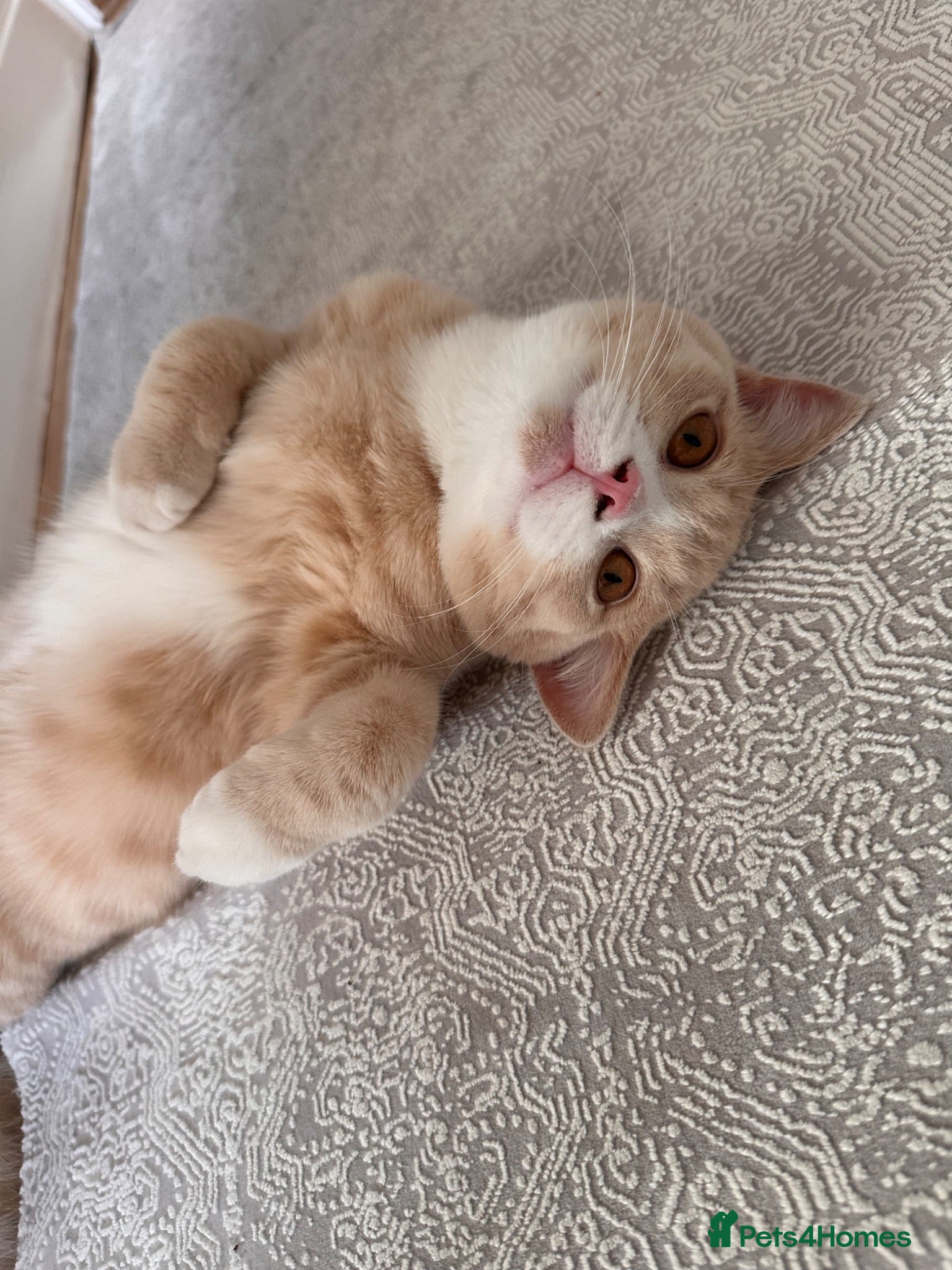 Mixed Breed cats British shorthair and Maine coon mixed bread  - Advert 1
