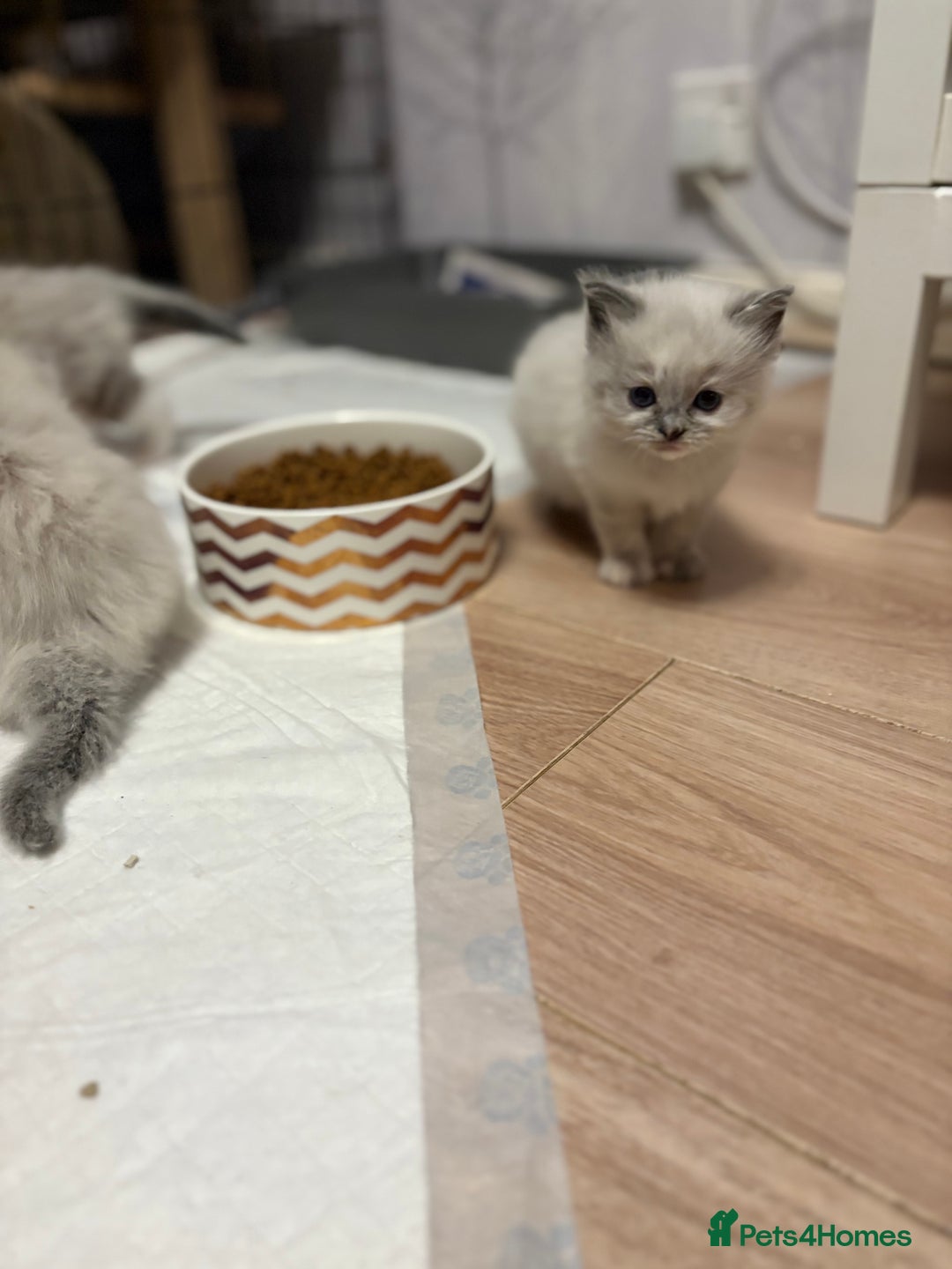 Ragdoll cats for sale: Beautiful Ragdoll kittens - Image 13