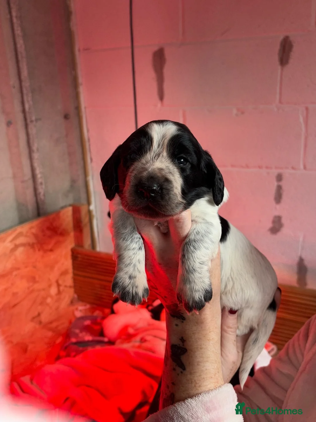 Cocker Spaniel dogs for sale: Beautiful spaniel pups - Advert 1