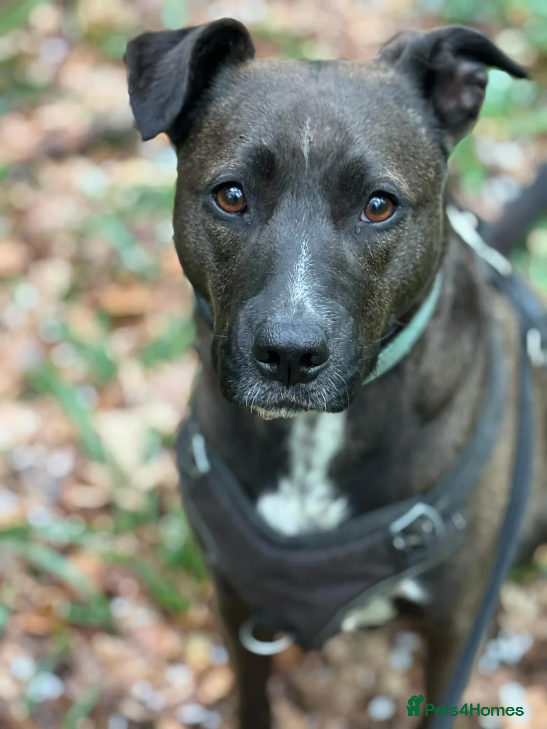 Mixed Breed dogs for adoption: Sweet Jodie Looking for LOVE  - Advert 2
