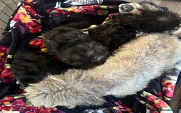 Mixed Breed dogs for sale: Rare SILVER 3/4 Asian Poodle puppies  - Image 8