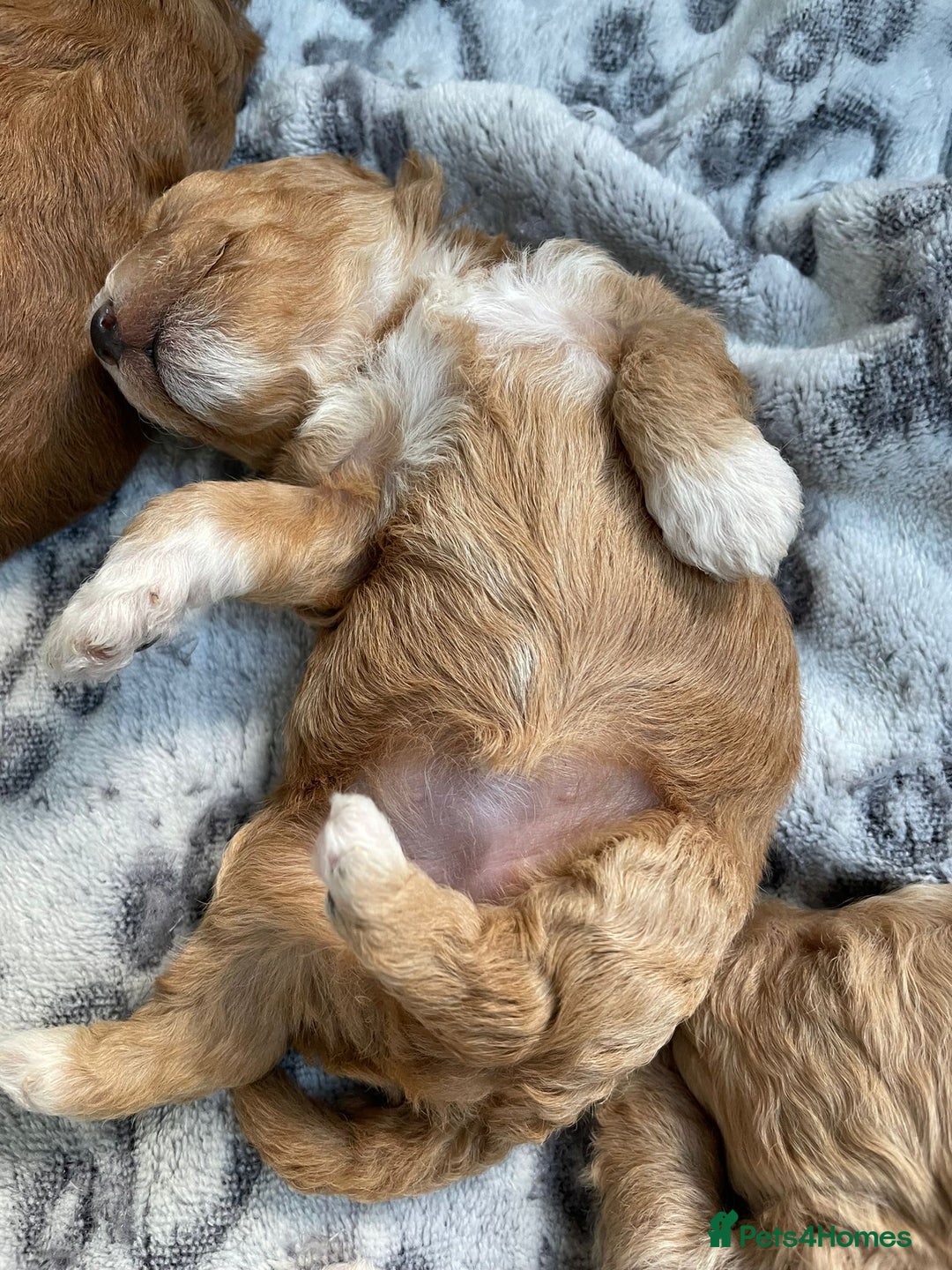 Maltipoo dogs for sale: We have six beautiful Malti-Poo’s - Image 6
